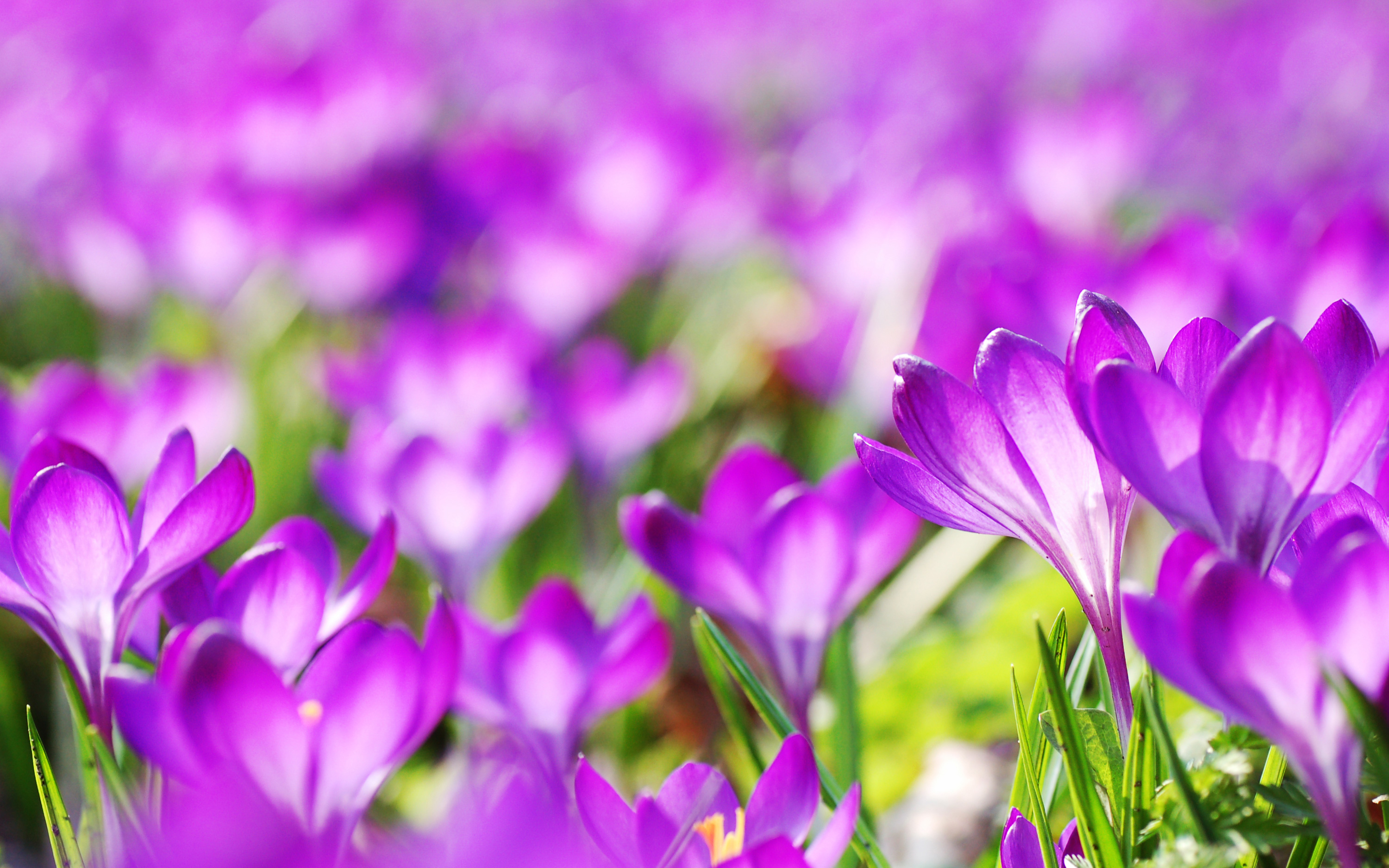 Purple Crocus Flowers8127310709